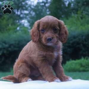 Chelsie, Cockapoo Puppy